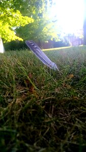 Free stock photo of feather, grass, low angle