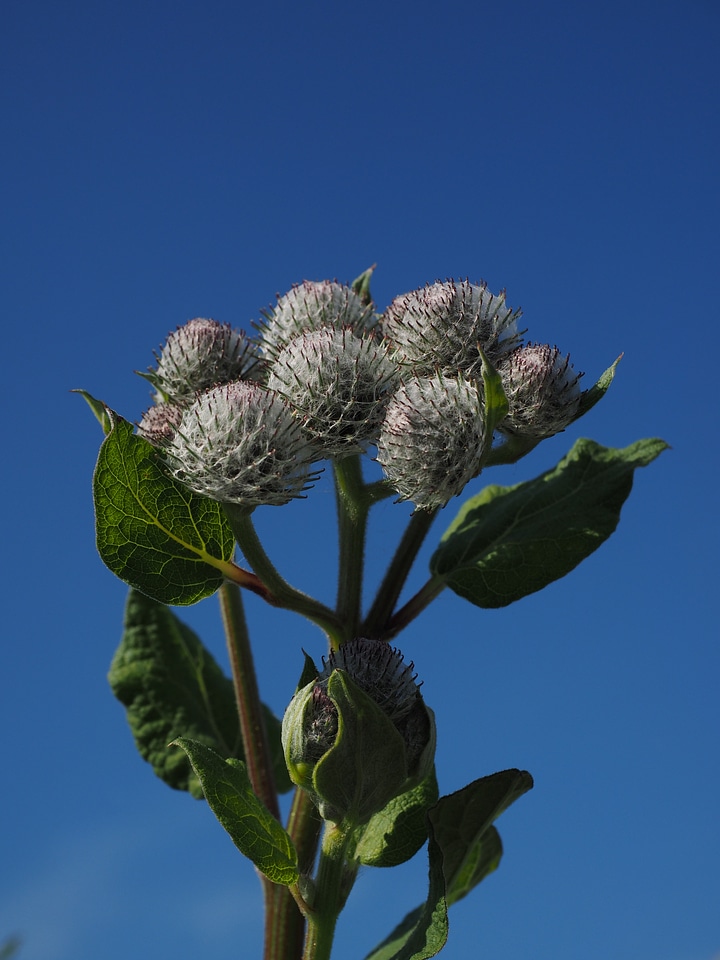 Arctium tomentosum flowers spherical