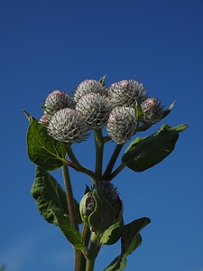 Arctium tomentosum flowers spherical