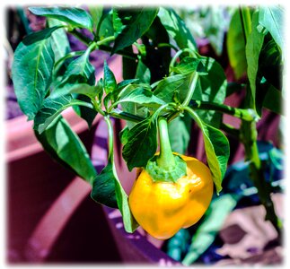 Free stock photo of bell pepper, garden photo