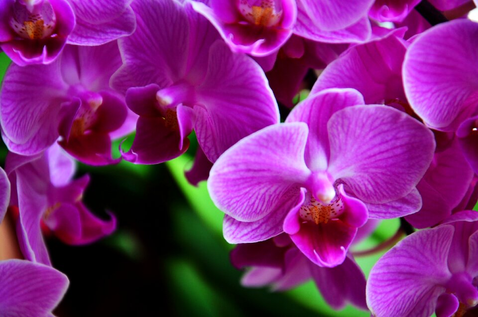 Macro Photography of Purple Petaled Flower