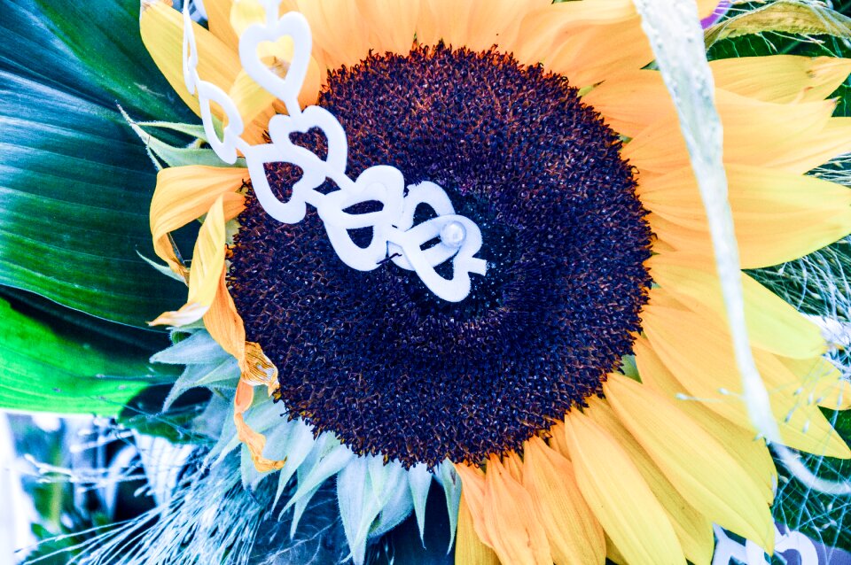Free stock photo from Tookapic