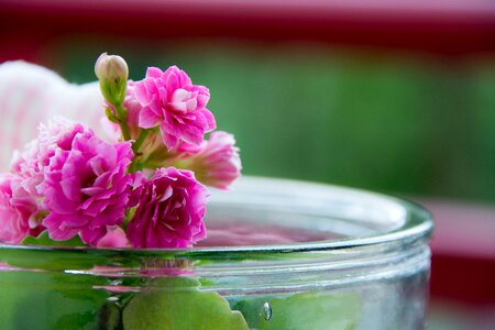 Free stock photo of flower