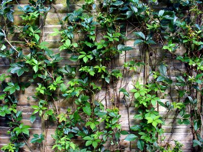 Free stock photo of fence, garden, green photo