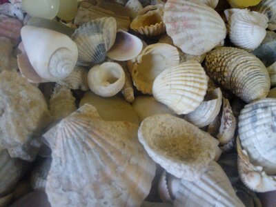 Free stock photo of sea shells, shells photo