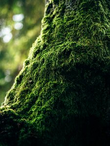 Green Moss in Tilt Photography