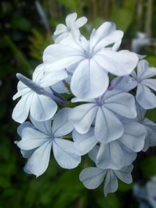 Free stock photo of flower