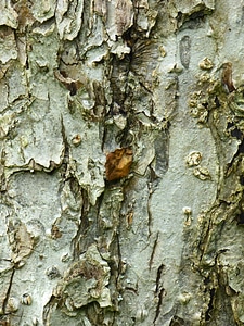 Tribe fruit tree close up