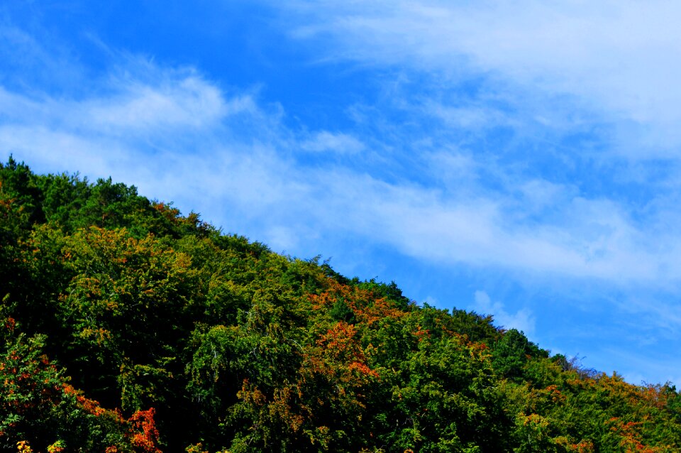 Free stock photo of clouds, forest, green