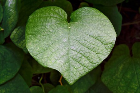 Free stock photo of green, heart, summer