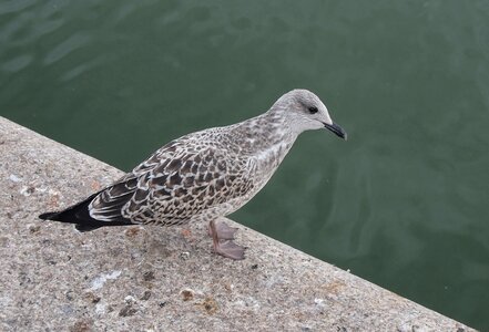 Free stock photo from Tookapic