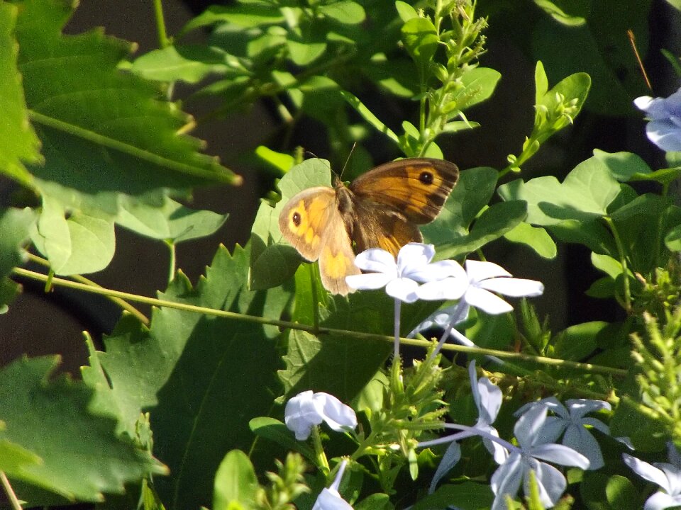 Free stock photo of butterfly, flower, insect