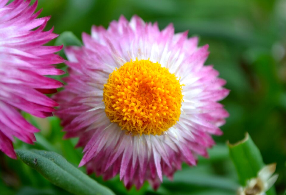 Free stock photo of flower, nature, theme symmetry
