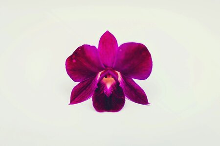 Free stock photo of colour, flora, flower photo