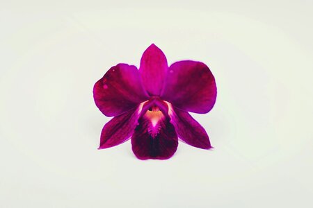 Free stock photo of colour, flora, flower