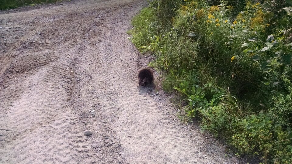 Free stock photo of animal, nature, porcupine