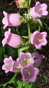 Garden spring nature