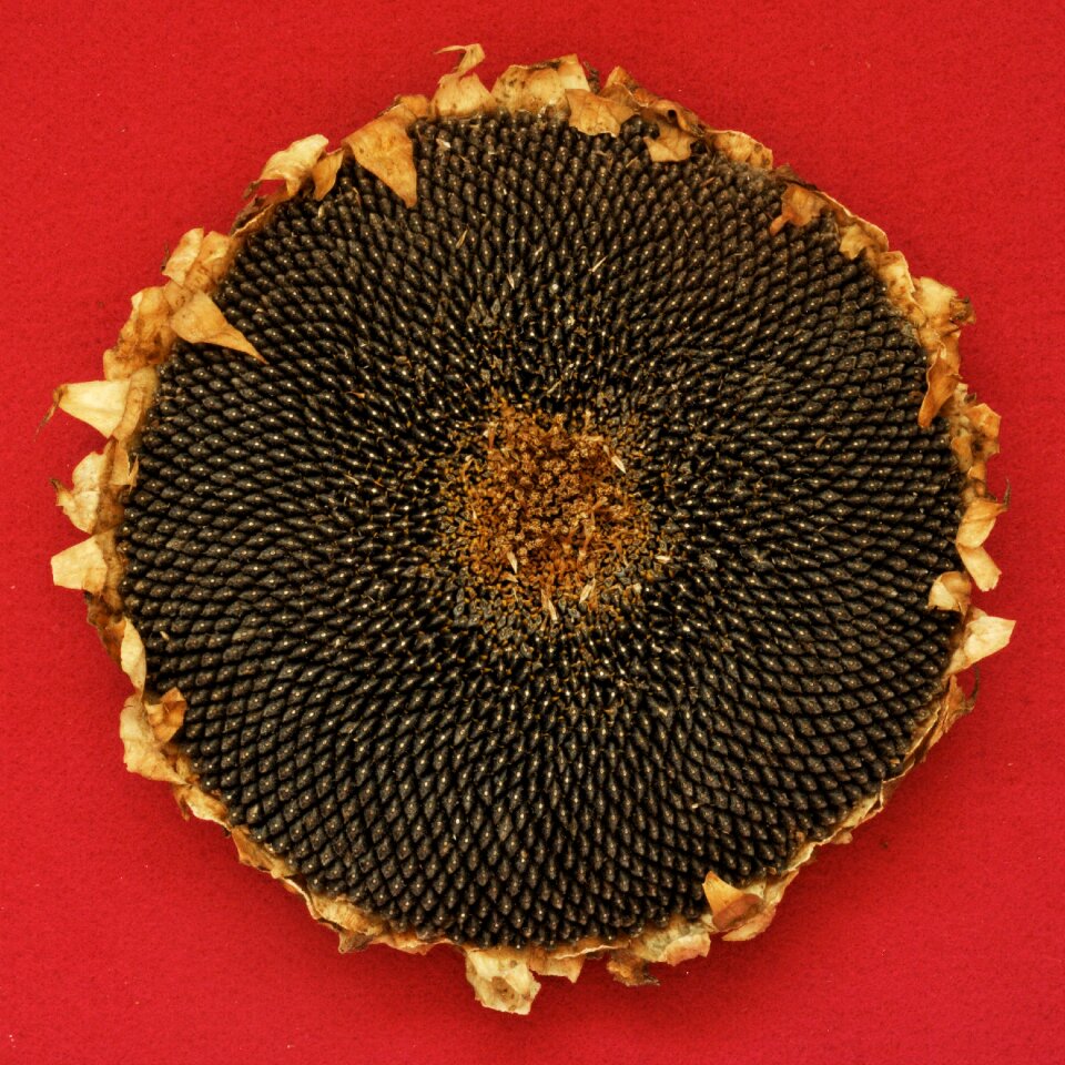 Free stock photo of seeds, sunflower