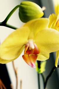Free stock photo of falenopsis, flower, makro