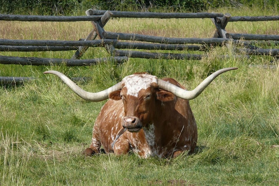 Beef country western