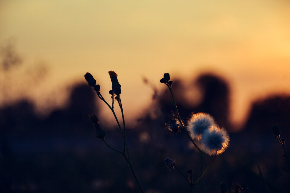Free stock photo from Tookapic