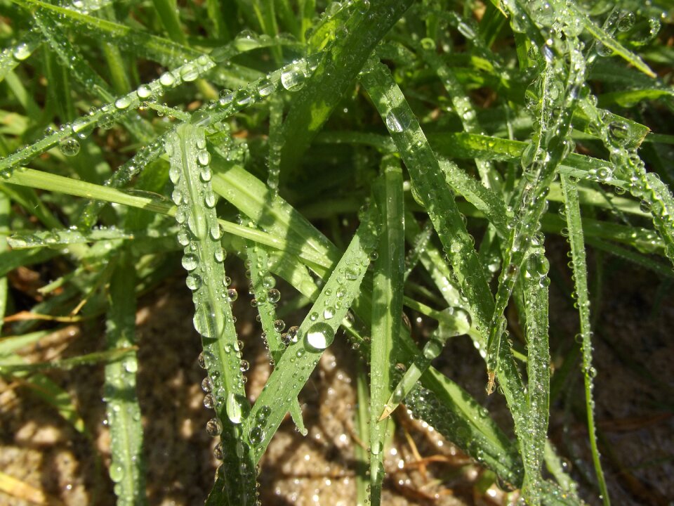 Free stock photo of drops, fluid, grass