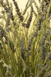 Free stock photo of lavender, lawenda