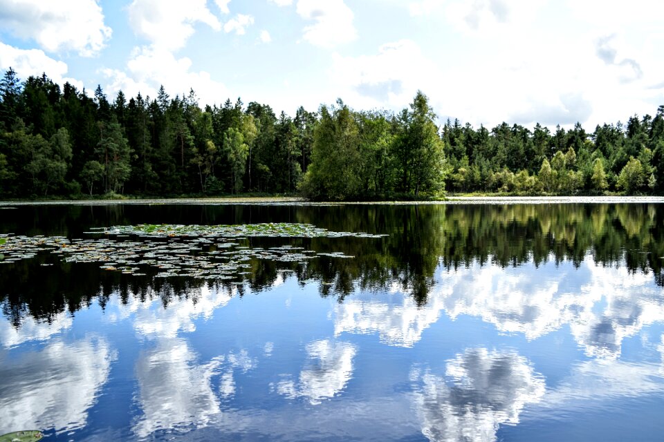 Free stock photo of lillies, skane fagerhult, summer