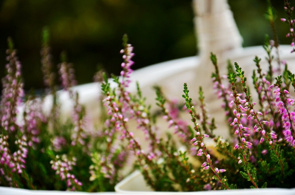 Free stock photo from Tookapic