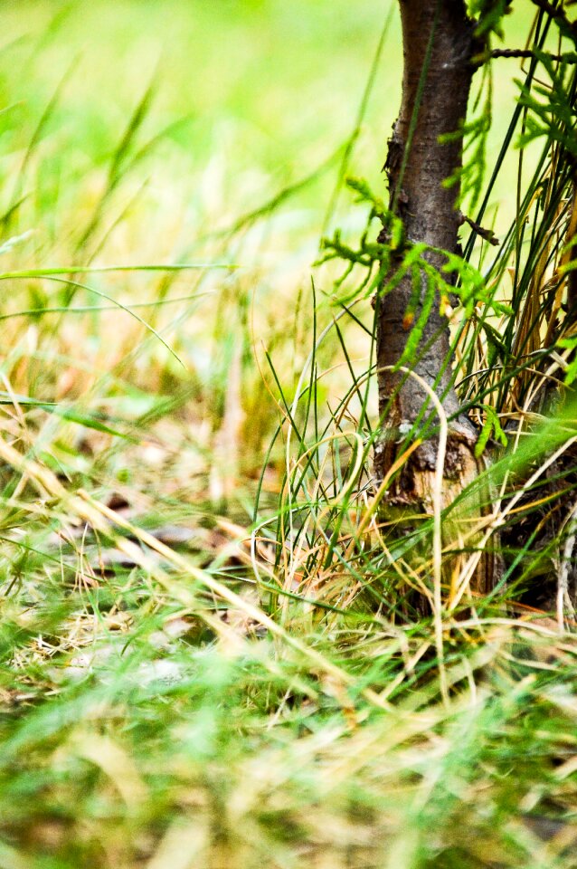 Free stock photo from Tookapic