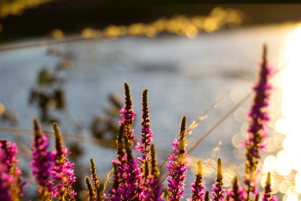 Free stock photo from Tookapic