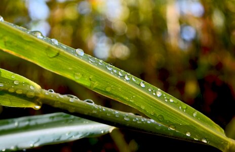 Free stock photo of dew, drops, grass photo