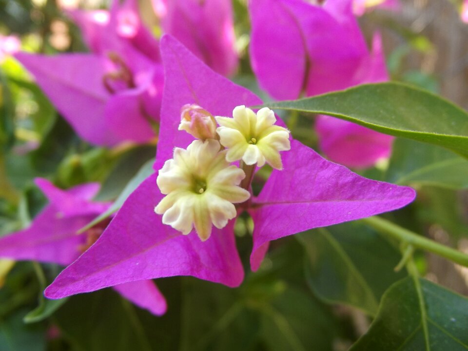 Free stock photo of flower, voukamvillia
