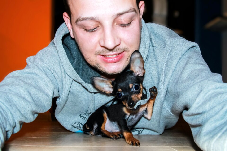 Free stock photo of animal, buddy, canon
