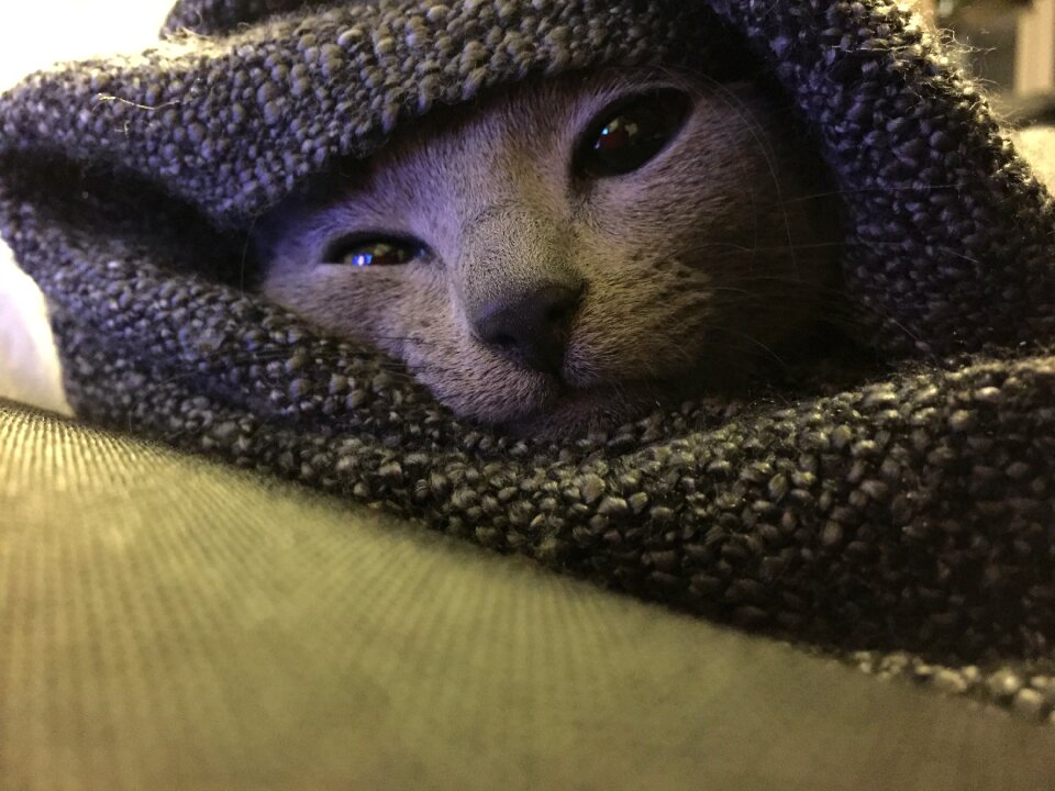 Free stock photo of blanket, cat, gray