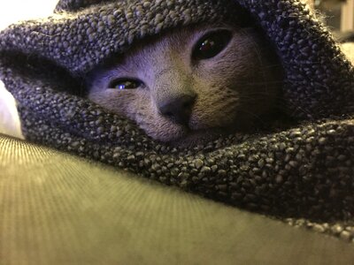 Free stock photo of blanket, cat, gray