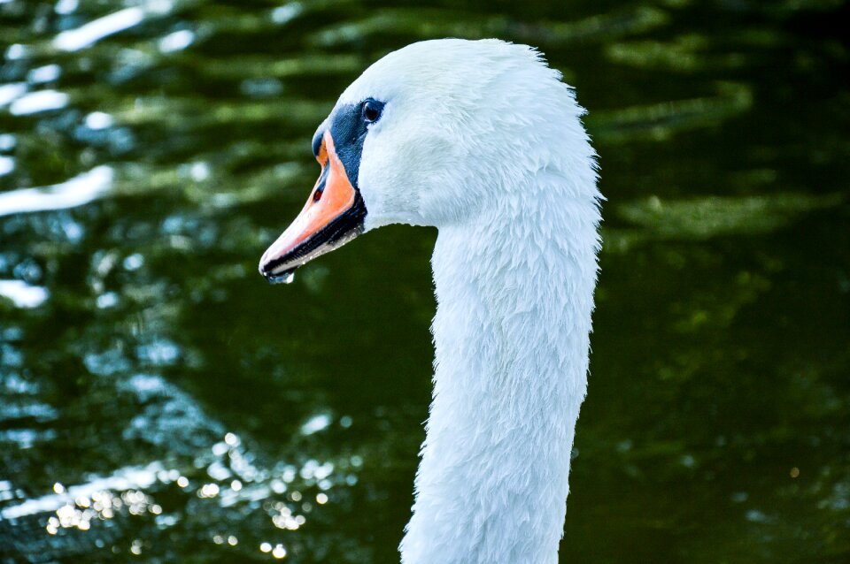 Free stock photo from Tookapic