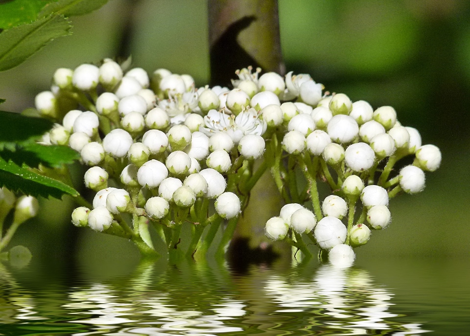 Nature rowan berries flooded
