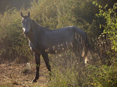 Free stock photo of animal, horse, mammal photo