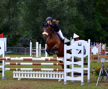 Free stock photo of horse, theme movement photo