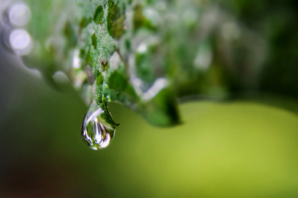 Free stock photo of drop, green