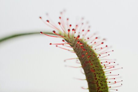 Free stock photo of plant