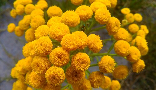 Free stock photo of flower, yellow