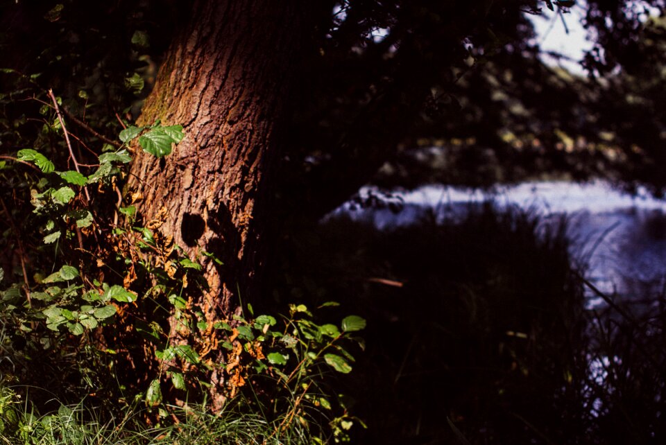 Free stock photo of nature, sun, tree