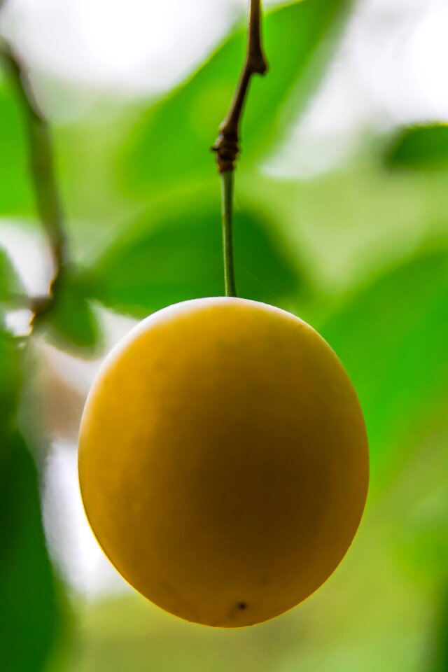Free stock photo of fruit, green, mirabelka