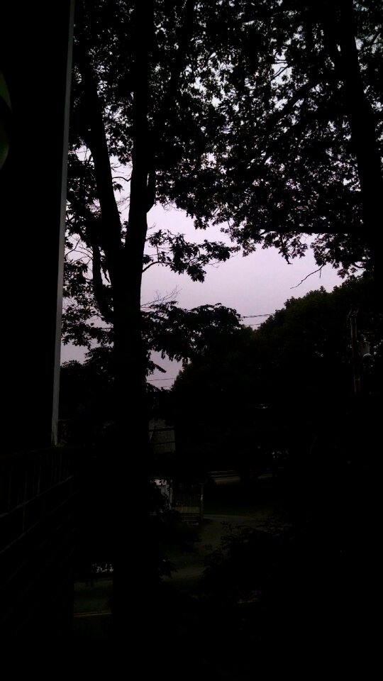 Free stock photo of clouds, grey, trees