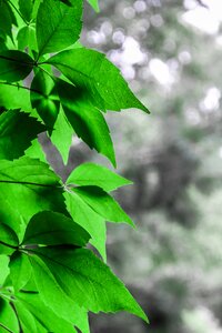Free stock photo of green