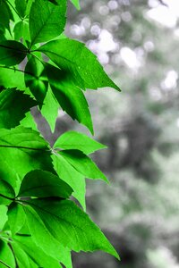 Free stock photo of green photo