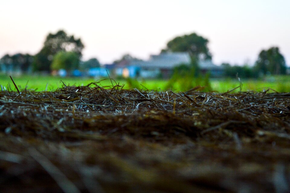 Free stock photo of agriculture, blur, color