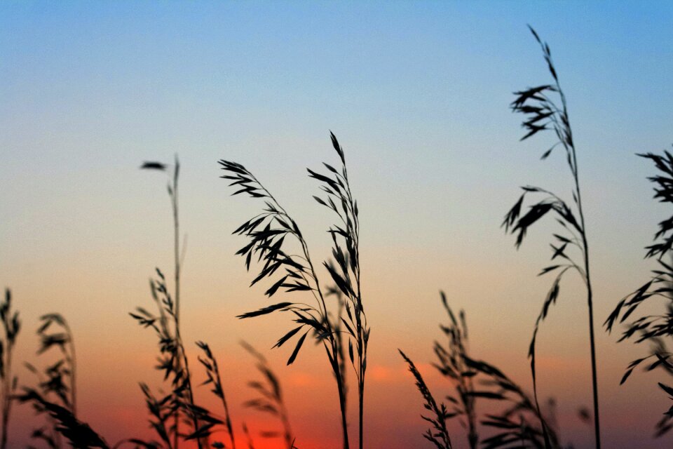 Free stock photo of sunset